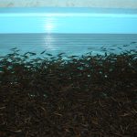 trough of swimming fry