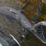 Fall Chinook near Bonneville Dam 1-TonyGrover.jpg