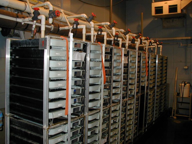 Row of egg incubation racks