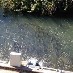 Salmon in river lined up waiting to enter hatchery