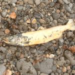 Dead spawned chum salmon on river gravel