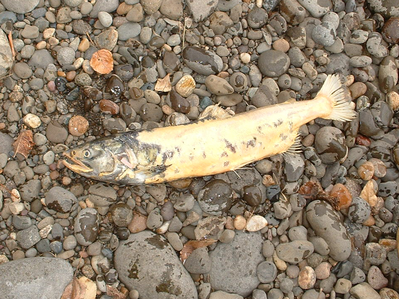Dead spawned chum salmon on river gravel