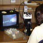 Person viewing coded wire tag on video monitor attached to microscope