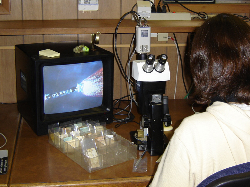 Person viewing coded wire tag on video monitor attached to microscope