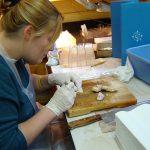 Person in lab pulling tag out of fish head with tweasers