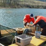 Two people in orange jackets checking in river fish trap