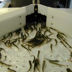 Juvenile fish in an automated trailer tray waiting to be marked and tagged.