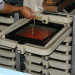 Incubation trays with fertilized eggs