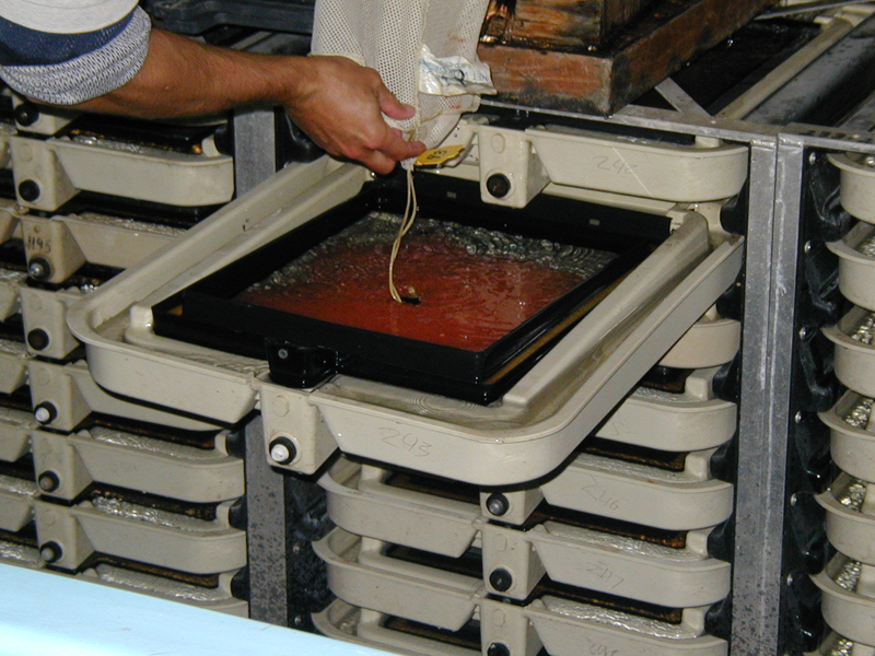 Incubation trays with fertilized eggs