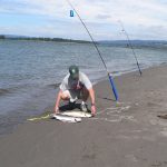 Person with tape measure measuring large fish lying on river bank
