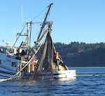 puget sounds commercial salmon fishing WDFW