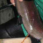 Extracting eggs from an adult female using live spawning method