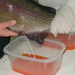 Fertilizing eggs with an adult male sperm