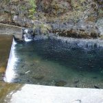Salmon in river at hatchery