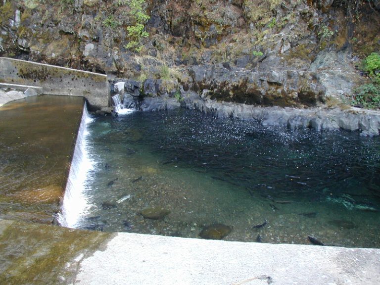 Salmon in river at hatchery