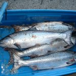 Several fish in blue tub and blue tag wand
