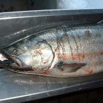 Large Salmon in tray with tape measure