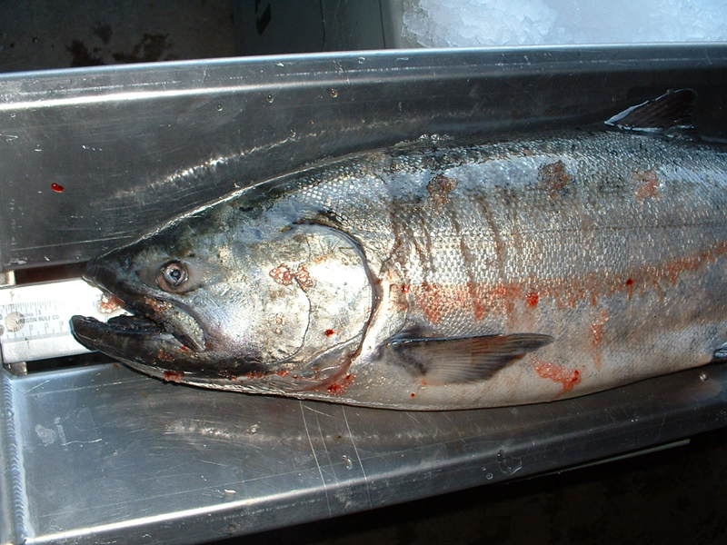 Large Salmon in tray with tape measure