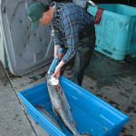 Person using hand wand on large fish in blue tub
