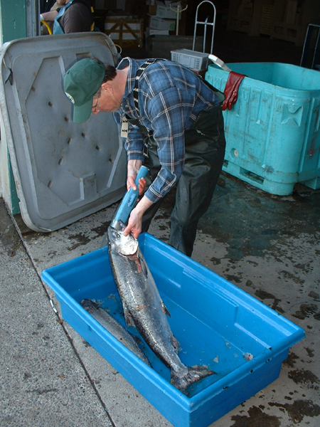 Person using hand wand on large fish in blue tub