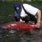 Alaska Department of Fish and Game geneticist with Chinook salmon caught for genetic sampling. Central Alaska. Summer 2009.