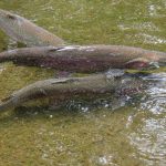 AdultFish-DanWebbDSC_0419