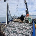 Full-Boat-of-Salmon-357-1024x768-credit-SASAP-StateAlaska