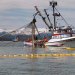 Seine opening in Amalga Harbor, Southeast Alaska. July 12, 2012.