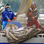 Purse seine crew pulling chum salmond aboard in Southeast Alaska