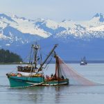 Seine opening in Amalga Harbor, Southeast Alaska. July 12, 2012.