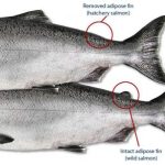 two_fins2-wdfw- adclip salmon