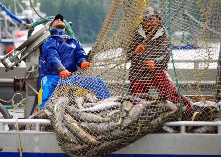 Purse seine crew pulling chum salmond aboard in Southeast Alaska
